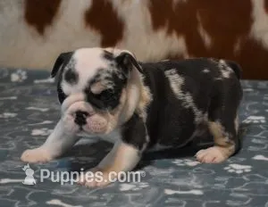 TANK - BLUE MERLE AKC – English Bulldog puppy for sale in Marshfield, MO