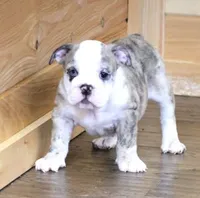 NOVA - RED MERLE, a female English Bulldog for sale in Marshfield, MO – 5 of 7