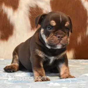 TANK - CHOCOLATE & TAN – English Bulldog puppy for sale in Marshfield, MO