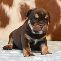 TANK - CHOCOLATE & TAN, a male English Bulldog for sale in Marshfield, MO – 1 of 5