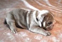 AMBER LILAC MERLE AKC, a female English Bulldog for sale in Marshfield, MO – Photo 3 of 4