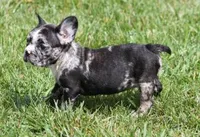CC BLUE MERLE, a female French Bulldog for sale in Marshfield, MO – 3 of 4
