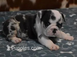 TANK - BLUE MERLE AKC – English Bulldog puppy for sale in Marshfield, MO