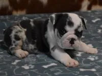 TANK - BLUE MERLE AKC, a male English Bulldog for sale in Marshfield, MO – 1 of 4