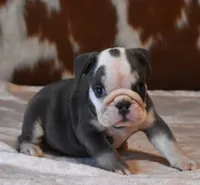 BRANDY - BLUE TRI, a female English Bulldog for sale in Marshfield, MO – 3 of 5