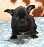 CARTER , a male French Bulldog for sale in Marshfield, MO – 4 of 4