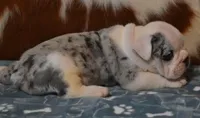 TUFFTY - BLUE MERLE AKC, a male English Bulldog for sale in Marshfield, MO – 3 of 4