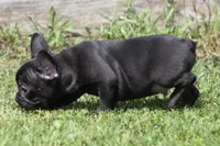 IGGY , a male French Bulldog for sale in Marshfield, MO – 2 of 3