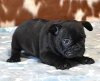 CARTER , a male French Bulldog for sale in Marshfield, MO – 2 of 4