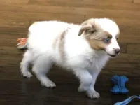 TOBY RED MERLE "REDUCED PRICE", a male Toy Australian Shepherd for sale in Marshfield, MO – 2 of 4