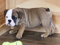 GRANT FAWN & WHITE, a male English Bulldog for sale in Marshfield, MO – 5 of 6