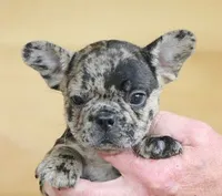 IRA BLUE MERLE, a male French Bulldog for sale in Marshfield, MO – 4 of 5