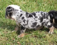 FANCY BLUE MERLE, a female English Bulldog for sale in Marshfield, MO – Photo 5 of 5