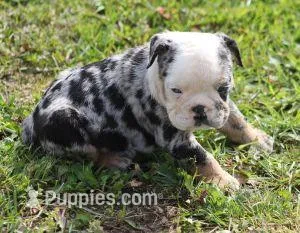 FANCY BLUE MERLE – English Bulldog puppy for sale in Marshfield, MO
