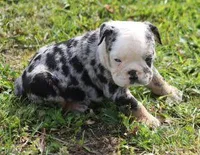 FANCY BLUE MERLE, a female English Bulldog for sale in Marshfield, MO – Photo 1 of 5