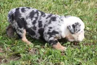 FANCY BLUE MERLE, a female English Bulldog for sale in Marshfield, MO – Photo 4 of 5