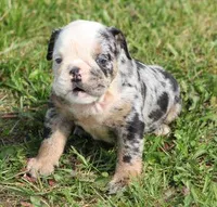FANCY BLUE MERLE, a female English Bulldog for sale in Marshfield, MO – Photo 2 of 5