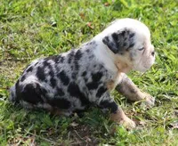 FANCY BLUE MERLE, a female English Bulldog for sale in Marshfield, MO – Photo 3 of 5