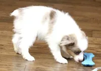 TOBY RED MERLE "REDUCED PRICE", a male Toy Australian Shepherd for sale in Marshfield, MO – 3 of 4