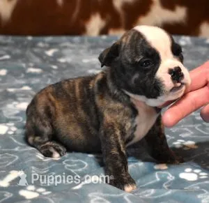 NOAH - BRINDLE – English Bulldog puppy for sale in Marshfield, MO