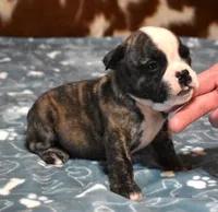 NOAH - BRINDLE, a male English Bulldog for sale in Marshfield, MO – 1 of 4