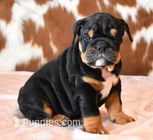 FLIRT BLACK TRI – English Bulldog puppy for sale in Marshfield, MO