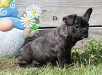 IRA , a male French Bulldog for sale in Marshfield, MO – 2 of 5