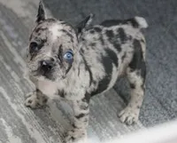 SPANKY BLUE MERLE, a male French Bulldog for sale in Marshfield, MO – 2 of 6