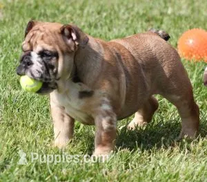 FIONA  MERLE – English Bulldog puppy for sale in Marshfield, MO