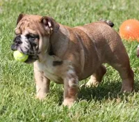 FIONA  MERLE, a female English Bulldog for sale in Marshfield, MO – 3 of 4