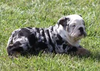 FANCY BLUE MERLE, a female English Bulldog for sale in Marshfield, MO – 5 of 6