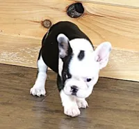 IRIS BLACK & WHITE, a female French Bulldog for sale in Marshfield, MO – 5 of 5