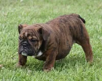 FIFI CHOCOLATE BRINDLE, a female English Bulldog for sale in Marshfield, MO – 5 of 6