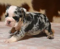 TINA - BLUE MERLE, a female English Bulldog for sale in Marshfield, MO – 4 of 4