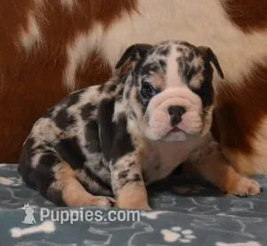 THOR - BLUE MERLE AKC – English Bulldog puppy for sale in Marshfield, MO