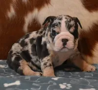 THOR - BLUE MERLE AKC, a male English Bulldog for sale in Marshfield, MO – 1 of 4