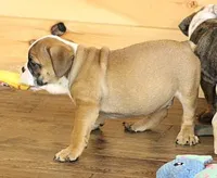 GRANT FAWN & WHITE, a male English Bulldog for sale in Marshfield, MO – 4 of 6