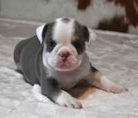 TAMMY - LILAC, TAN & WHITE, a female English Bulldog for sale in Marshfield, MO – 3 of 5