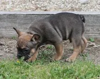 EVAN , a male French Bulldog for sale in Marshfield, MO – 4 of 6