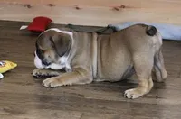 GRANT FAWN & WHITE, a male English Bulldog for sale in Marshfield, MO – 6 of 6