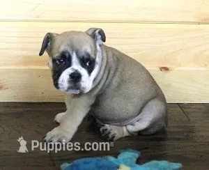 GABE RED & WHITE – English Bulldog puppy for sale in Marshfield, MO