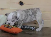 NOVA - RED MERLE, a female English Bulldog for sale in Marshfield, MO – 3 of 7