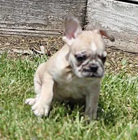 STAR RED MERLE, a female French Bulldog for sale in Marshfield, MO – 3 of 5