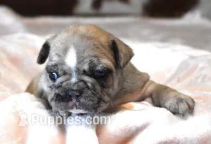 STAR RED MERLE – French Bulldog puppy for sale in Marshfield, MO