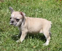 STAR RED MERLE, a female French Bulldog for sale in Marshfield, MO – 5 of 5
