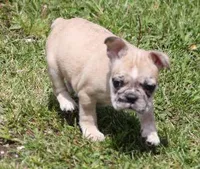 STAR RED MERLE, a female French Bulldog for sale in Marshfield, MO – 2 of 5