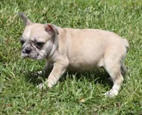STAR RED MERLE, a female French Bulldog for sale in Marshfield, MO – 4 of 5