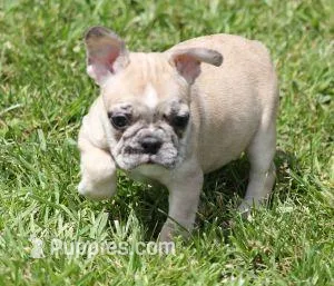 STAR RED MERLE – French Bulldog puppy for sale in Marshfield, MO