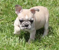 STAR RED MERLE, a female French Bulldog for sale in Marshfield, MO – 1 of 5