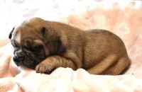 STAR RED MERLE, a female French Bulldog for sale in Marshfield, MO – Photo 2 of 4